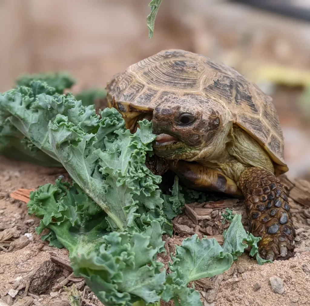 A photo of a Russian Tortoise named Dante
