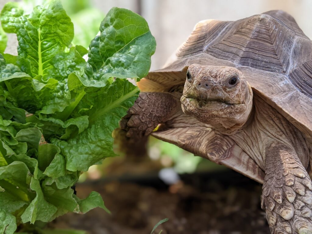 Photo of tortoise and leafy greens.