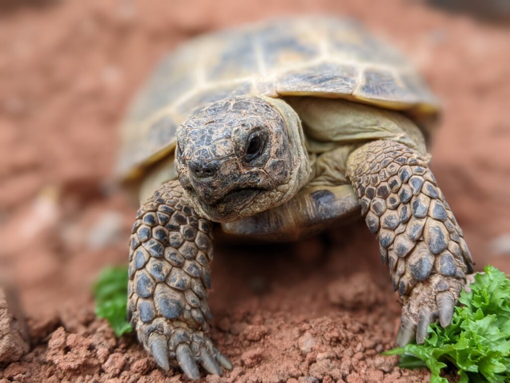 A photo of a Russian Tortoise named Dante