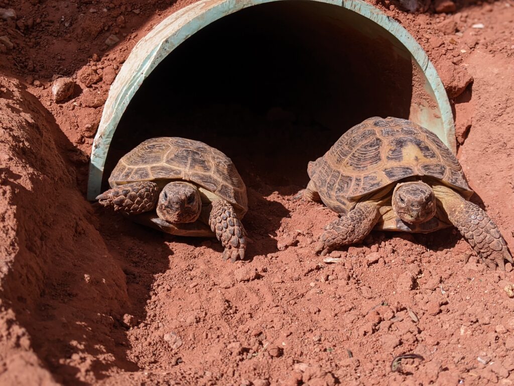 Two tortoises in their habitat.