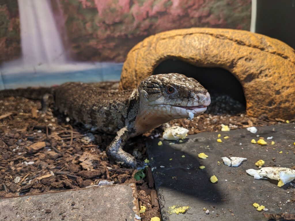 A photo of Gus, a blue tongued skink