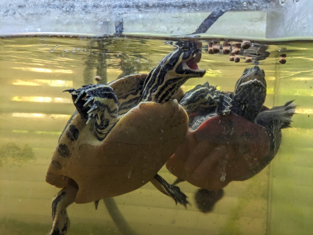 A photo of water turtles swimming