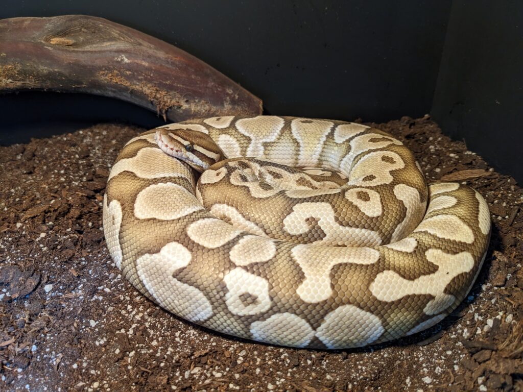 A photo of a beautiful Ball Python named Molly, with light brown and cream-colored markings