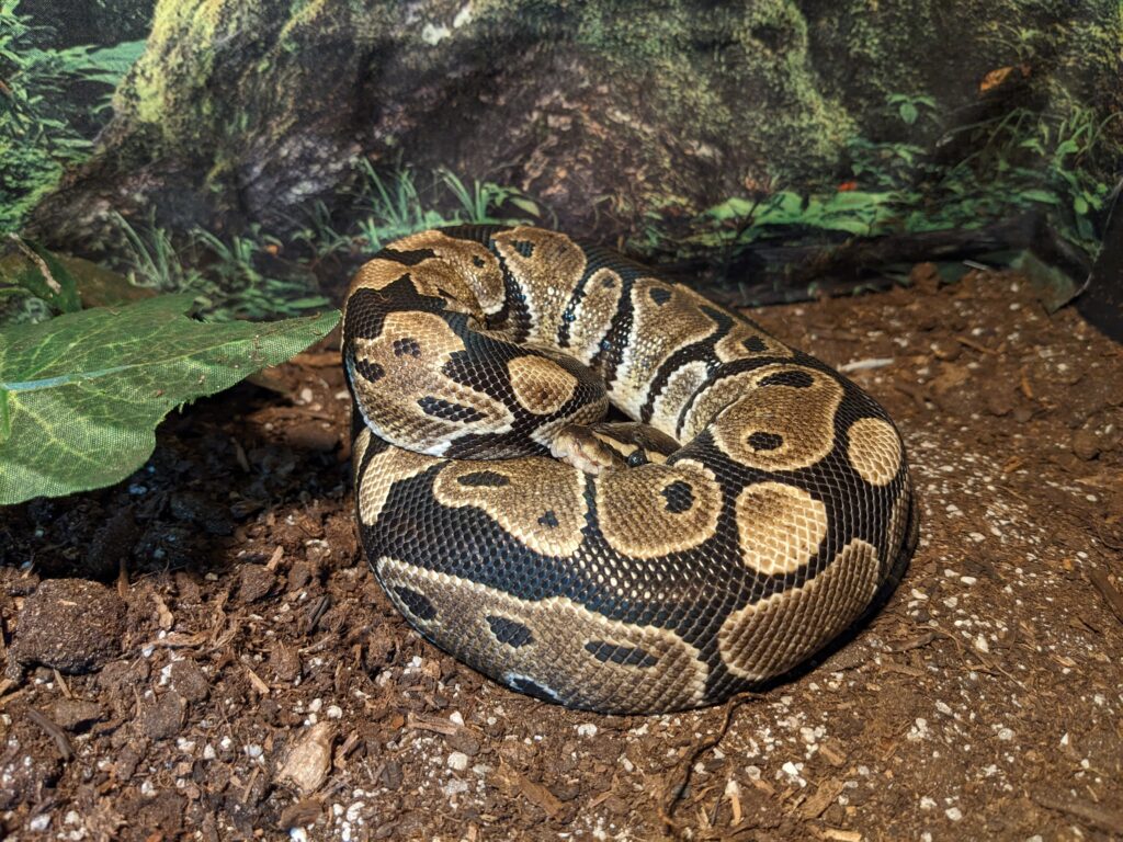 Photo of Lucy, or Lucille Ball, a Ball Python with dark brown and cream-colored markings