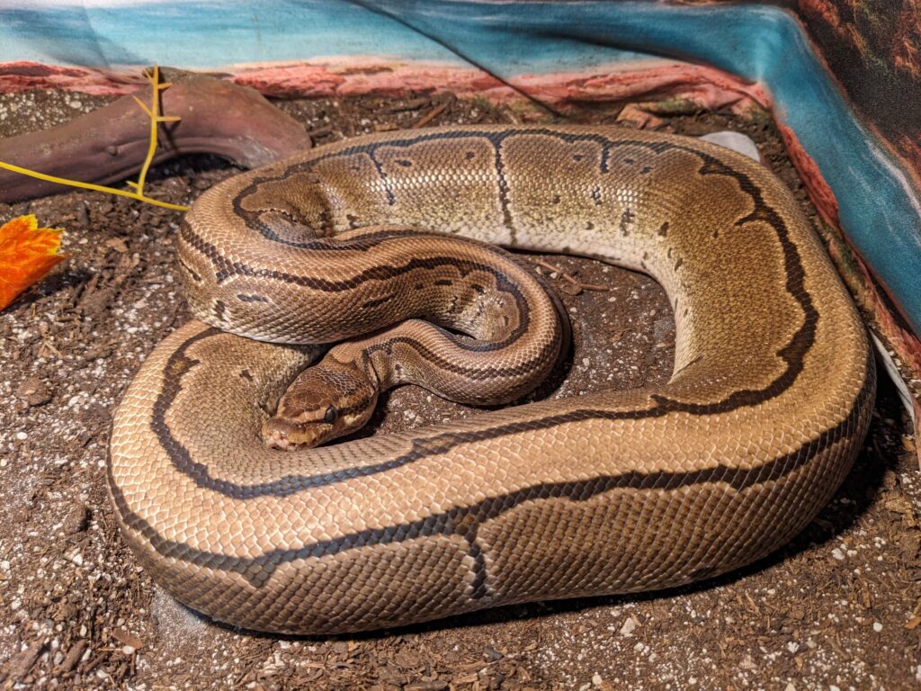 A photo of a Ball Python named Charlotte, aka Lottie, with light brown and dark brown markings