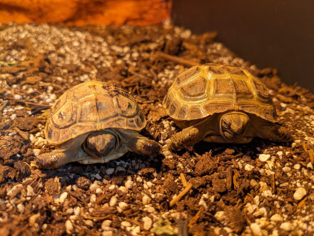 A photo of the Baby Russian Tortoises