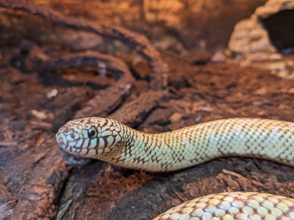 A photo of Cherry Pie, a cream-colored Hypo Brooks Kingsnake with auburn markings