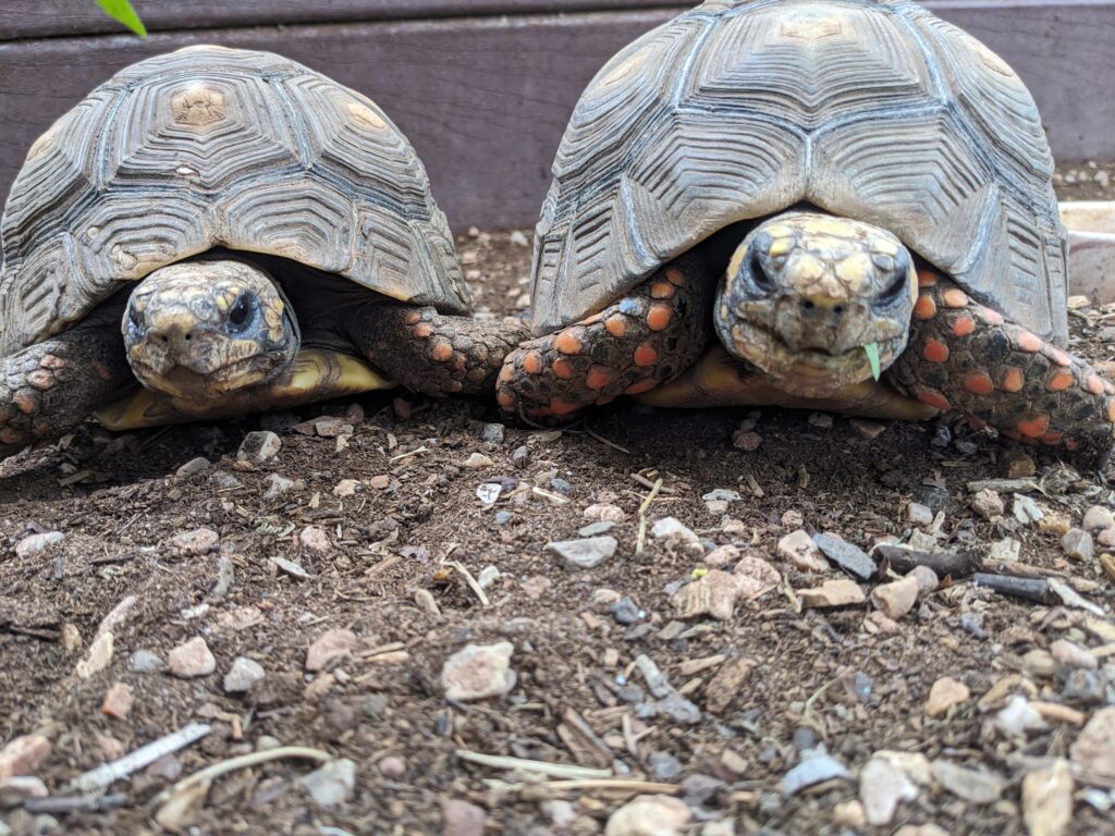A photo of Ruby and Rosie, the Red-Footed Tortoises