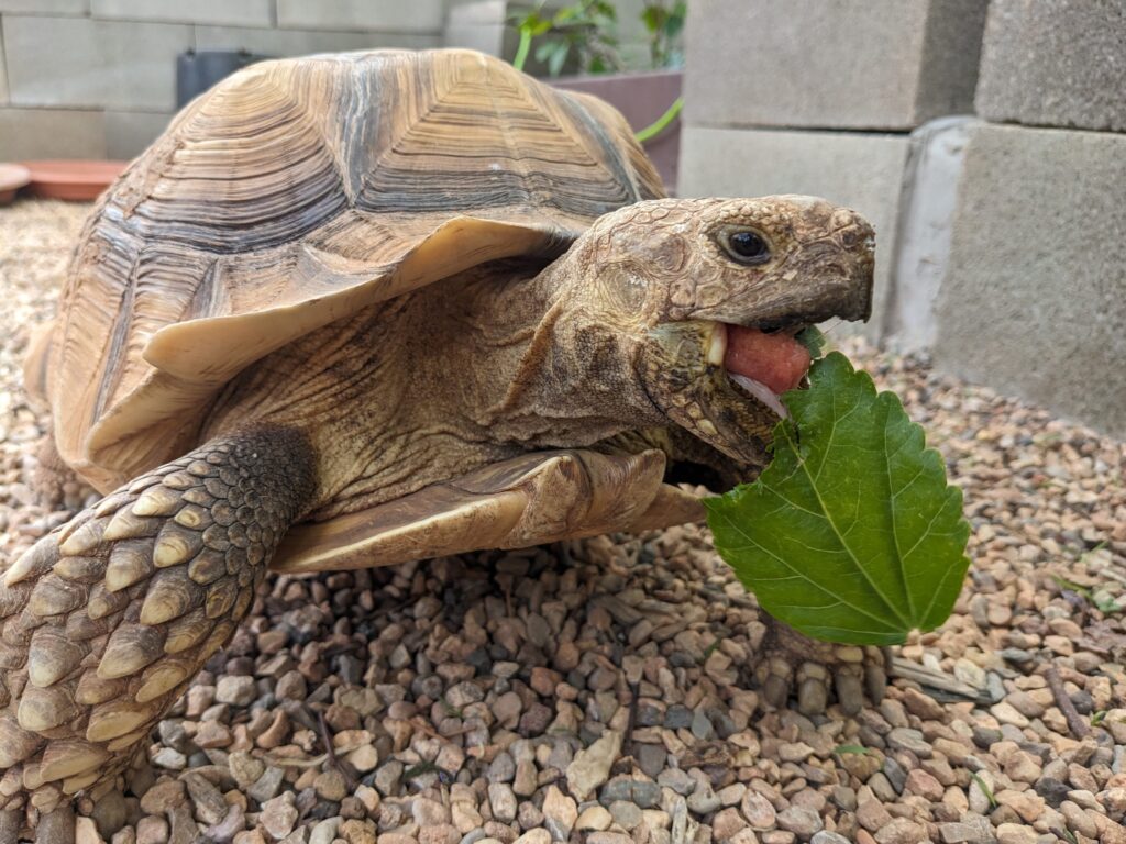 Another photo of Mini, an African Spurred Tortoise