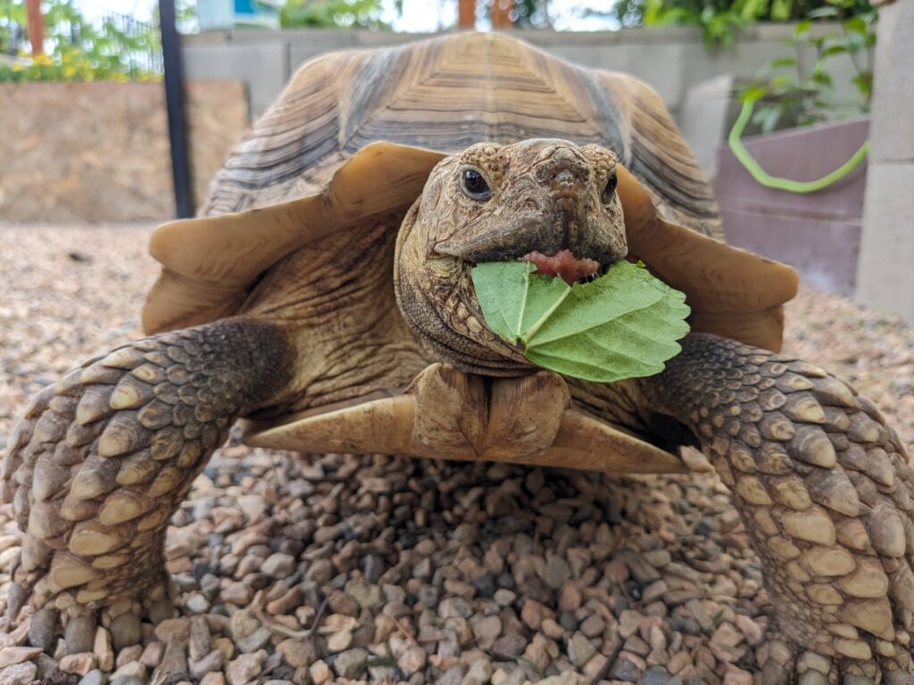 A photo of a medium-sized sulcata tortoise, or African Spurred Tortoise, named Mini, having a leafy green snack